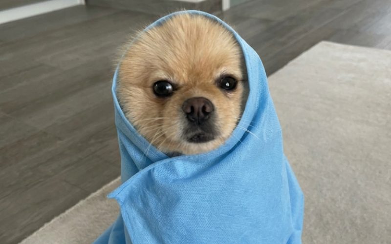 Các Ứng Dụng Đa Năng Khác Của Khăn Tắm KRClean Trong Chăm Sóc Cún Cưng