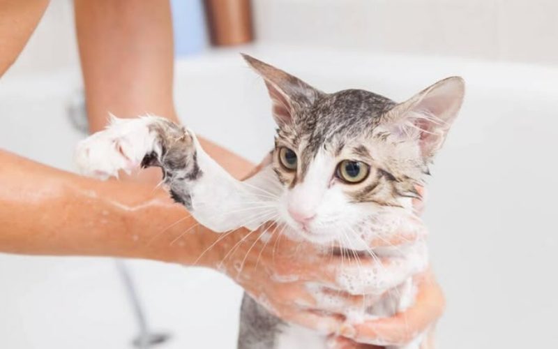 Tại Sao Sấy Lông Cho Mèo Lại Mất Nhiều Thời Gian Và Gây Stress