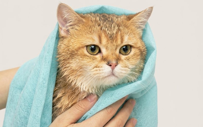 Tiêu Chí Chọn Khăn Lau Chó Mèo Chuẩn Lành Mạnh & Tiết Kiệm Thời Gian