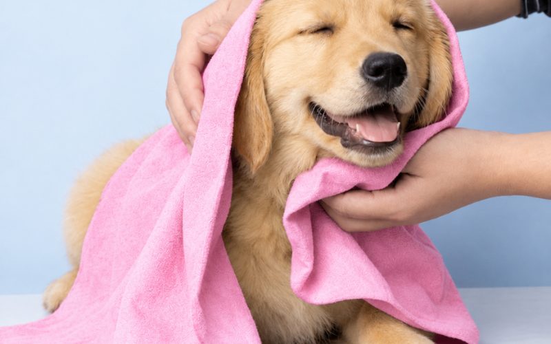 khăn vải bông lau thú cưng tốt không