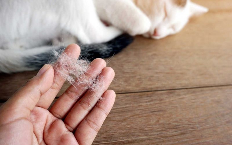 thú cưng bị rụng lông vì sai cách chăm sóc